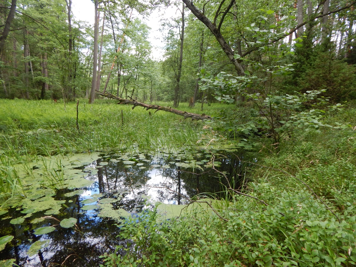 na zdjęciu widać fragment mokradła otoczony drzewami w rezerwacie przyrody Bagno Stawek w województwie pomorskim