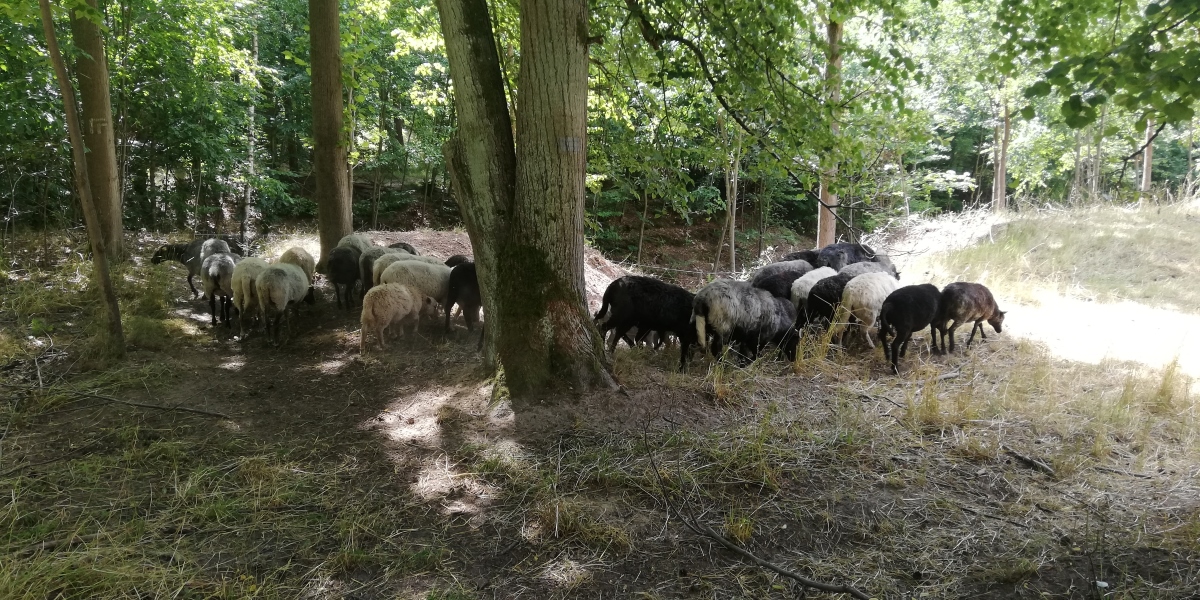 Wypas owiec w rezerwacie Kwidzyńskie Ostnice