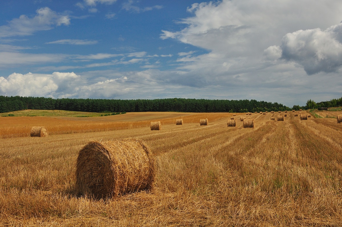 Pole. Zdjęcie przedstawia krajobraz wiejski w pogodny dzień, gdzie na pierwszym planie leżące na polach zrolowane bele siana.